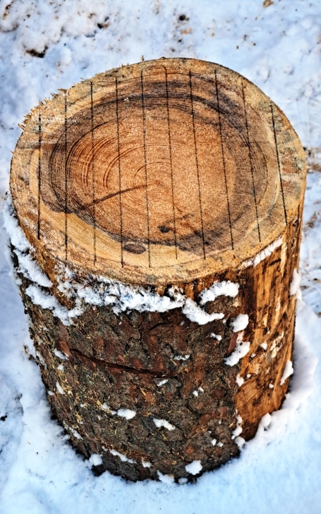 Příčný řez kmenem