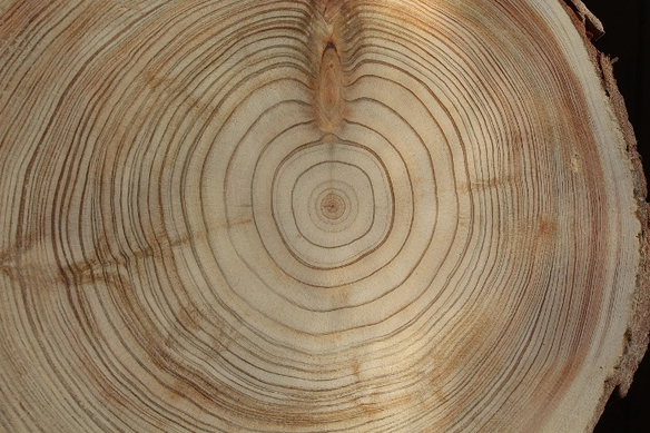 Příčný řez kmenem