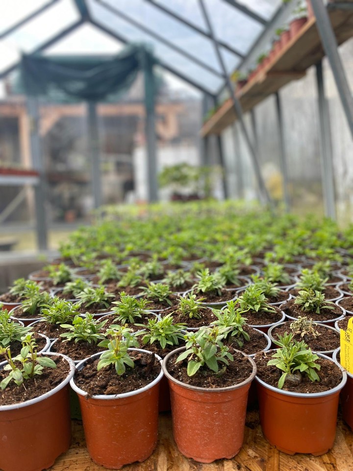 zahradnictvi-louza-jesenice-5